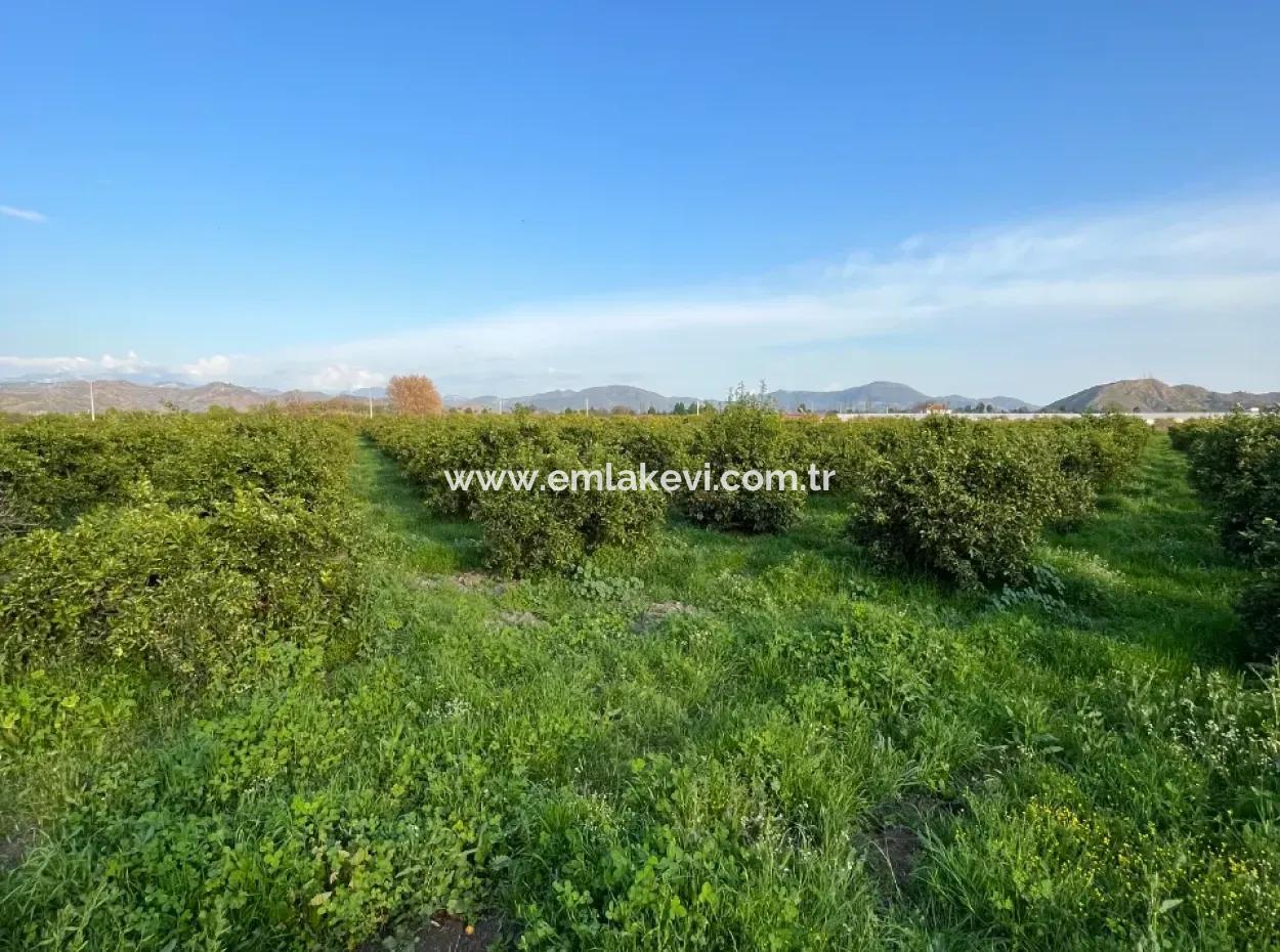 Zitrusgarten Zum Verkauf In Ortaca Dalakli Nachbarschaft Von Muğla