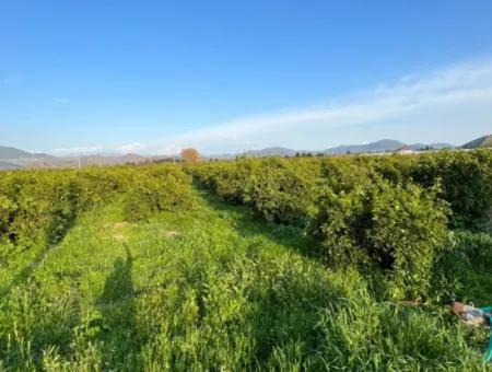 Zitrusgarten Zum Verkauf In Ortaca Dalakli Nachbarschaft Von Muğla