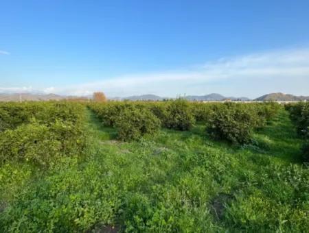 Zitrusgarten Zum Verkauf In Ortaca Dalakli Nachbarschaft Von Muğla