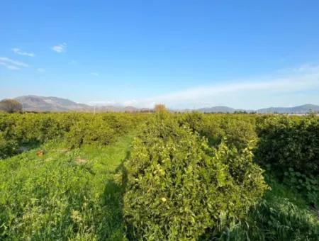 Citrus Orchard For Sale In Ortaca Dalakli Neighborhood Of Muğla