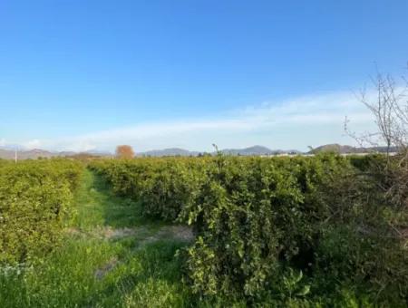 Citrus Orchard For Sale In Ortaca Dalakli Neighborhood Of Muğla