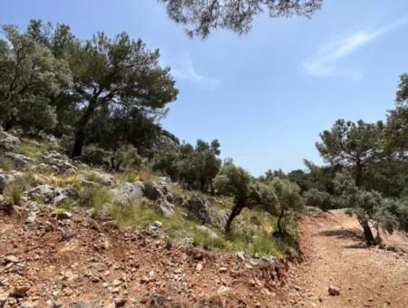 İlhan Emlaktan Sarigermede 15 Decares Of Land For Sale