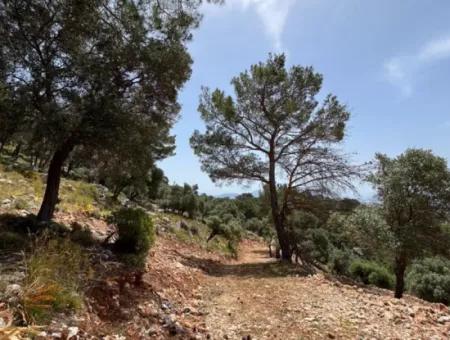 İlhan Emlaktan Sarigermede 15 Decares Of Land For Sale