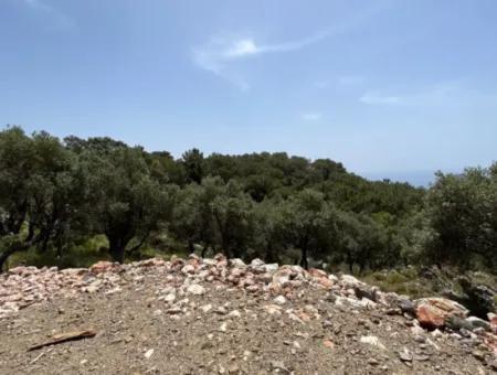 İlhan Emlaktan Sarigermede 15 Decares Of Land For Sale