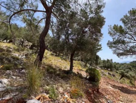 İlhan Emlaktan Sarigermede 15 Decares Of Land For Sale